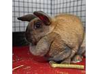 Adopt Gretchen a Bunny Rabbit