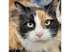 Adopt Suzie a Domestic Long Hair