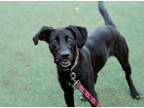 Adopt Apple a Labrador Retriever, Mixed Breed