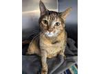 Adopt Jinx a Domestic Short Hair