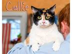 Adopt Callie a Domestic Short Hair