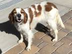 Adopt Available - Chryssa a English Setter, Brittany Spaniel