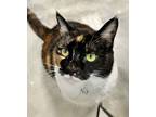 Adopt Boo a Domestic Short Hair