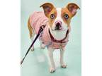Adopt Misty a Boston Terrier, Parson Russell Terrier