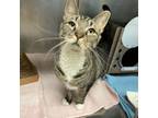 Adopt Vindaloo a Domestic Short Hair