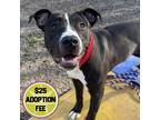 Adopt Tyla a Pit Bull Terrier