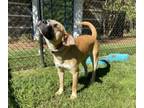 Adopt Saturn a Boxer, Mixed Breed