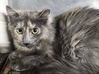 Adopt Millicent a Domestic Medium Hair, Domestic Short Hair