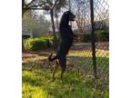 Adopt Sheba a Doberman Pinscher, Rottweiler