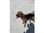 Adopt Smokey $25 a Coonhound, Mixed Breed