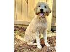 Adopt Joy a Poodle, Mixed Breed