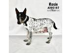 Adopt ROSIE a Australian Cattle Dog / Blue Heeler, Mixed Breed