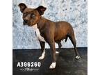 Adopt POLLY a Staffordshire Bull Terrier, Mixed Breed