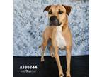 Adopt RUBY a Rhodesian Ridgeback, Mixed Breed