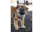 Adopt Janet a Shepherd, Chow Chow