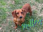 Adopt Mallory in Texarkana TX a Miniature Dachshund