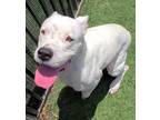 Adopt Lucy a Dogo Argentino