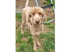 Adopt Paramei WA13144-T LOCAL Adoption Event in Bellevue 03/23 a Standard Poodle