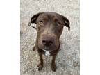Adopt Bella a American Staffordshire Terrier, Mixed Breed