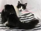 Adopt Cynthia a Domestic Long Hair