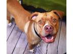 Adopt Lady Bug a Pit Bull Terrier, Mixed Breed