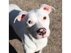 Adopt Alice a Pit Bull Terrier