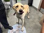 Adopt VANILLA a Labrador Retriever