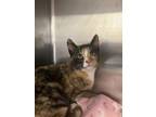 Adopt Deva a Domestic Short Hair