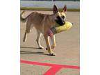 Adopt Cherry a German Shepherd Dog