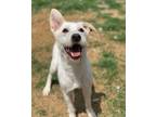 Adopt Ida Bell a Great Pyrenees, Anatolian Shepherd