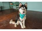 Adopt Akira a Husky