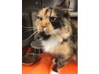 Adopt Heidi (Petco) a Domestic Medium Hair