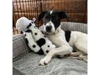 Adopt Olive a English Pointer
