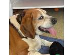 Adopt Henrietta (fka Hobo/Huggles) a Beagle
