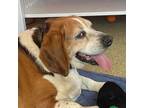 Adopt Henrietta a Beagle