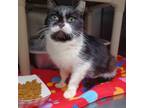 Adopt Lilly a Domestic Short Hair