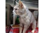 Adopt Ella a Dilute Calico