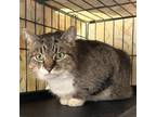 Adopt Cassy a Tabby