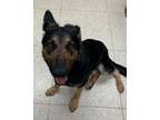 Adopt Cavatappi a German Shepherd Dog