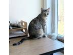 Adopt Carmen a Domestic Short Hair