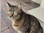 Adopt Dahlia a Domestic Short Hair, Tabby