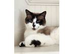 Adopt Athena a Snowshoe, Domestic Short Hair