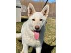 Adopt Mae a German Shepherd Dog, Mixed Breed