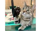 Adopt Beans a Domestic Short Hair