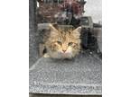 Adopt Jellybean a Domestic Short Hair