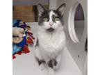 Adopt Bugs a Domestic Short Hair