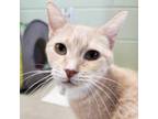 Adopt Pru - Reduced Fee! a Domestic Short Hair