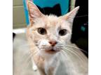 Adopt Reya - Reduced Fee! a Domestic Short Hair