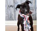 Adopt Lilly a Pointer