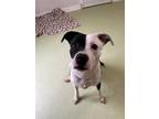 Adopt Oreo a Pit Bull Terrier